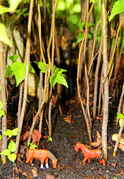 Custom Miniature Forests,
Forests For Walls or 
Forests For Tables!